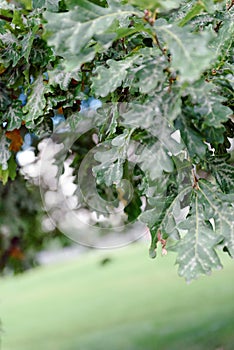 Oak tree leaves sunlight