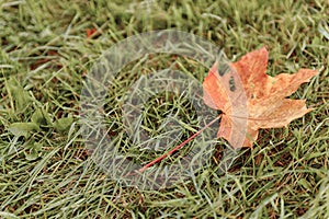 Oak tree leaves sunlight