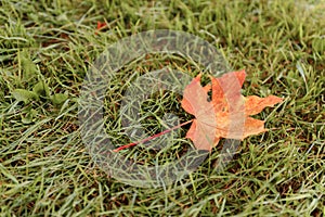 Oak tree leaves sunlight