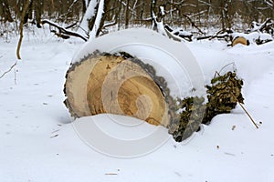 oak tree log under snow