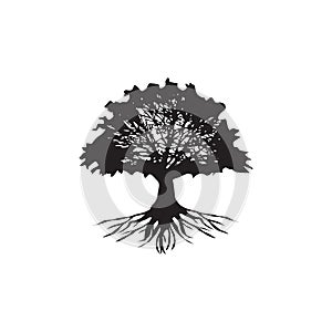 Oak tree logo design template