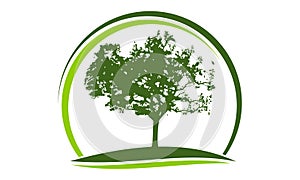 Oak Tree Logo Design Template