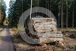 Oak tree logpile by roadside