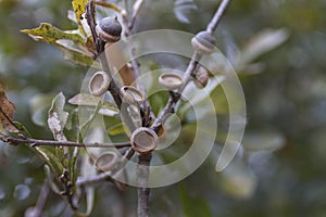 Oak tree is losing its leaves and dropping acorn nuts