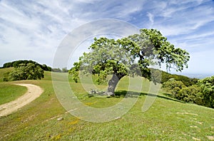 Roble un árbol en prado 