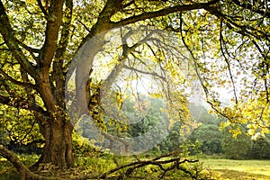 Oak tree and meadow