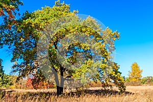 Oak tree on meadow at autumn