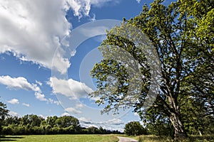 Oak tree at meadow