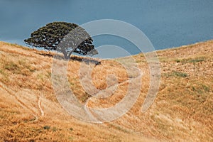 Oak tree in the meadow with dry grass with the lake on the background