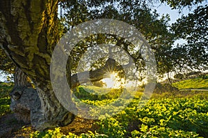 Oak tree on a meadow with sun shining through branches, clear blue sky in the background