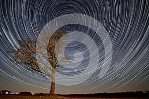 An oak tree in the middle of a field on a full moon night. Star trails