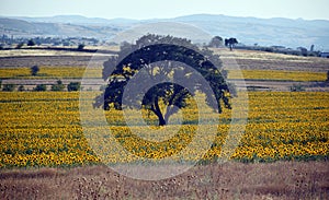 oak tree in the middle of a sunflower field