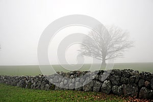 Oak Tree in Mist Behind Stone Fence