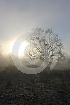 Oak tree in the mist, fog, sweden photo