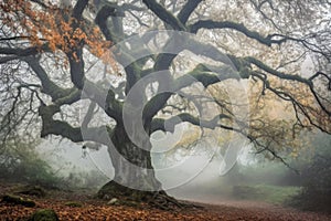 oak tree in misty forest setting