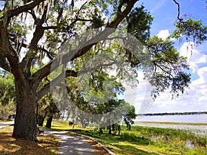 An oak tree with moss by the lake near Heritage Park, Winter Haven, Florida, U.S.A