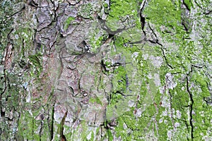 oak tree moss photo