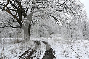 oak tree near dir road in winter forest