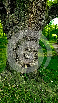 OAK Tree OAK, HOLM Quercus