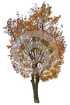 Oak tree with orange leaves in autumn, cutout tree on white background