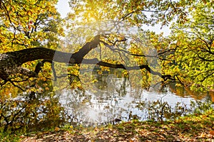 Oak tree over pond in autumn in Alexander park, Pushkin Tsarskoe Selo, Saint Petersburg, Russia