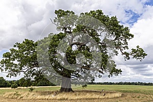 Oak Tree in parkland