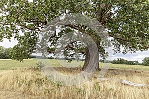 Oak Tree in parkland