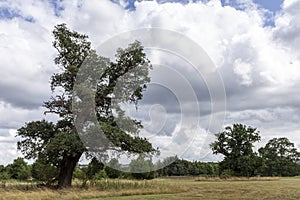 Oak Tree in parkland