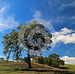 Oak Tree in Paso Robles Wine Country Scenery