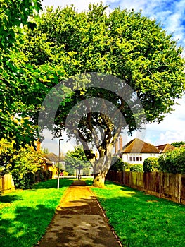 Oak tree on a peaceful path way