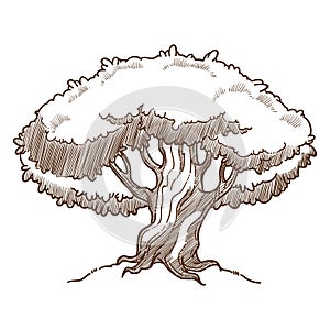 Oak tree plant ecology and environment isolated sketch