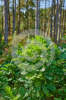 Oak tree plant growing in a forest in summer. Nature landscape of green lush leaves on trees with spring growth in the