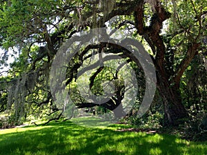 Oak tree at a plantation in Charleston, South Carolina