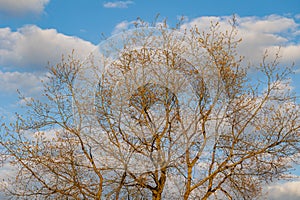 Oak tree in Poland