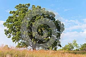 Oak Tree and Prairie Landscape