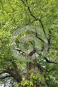 Oak tree from Queen Royal Park of Niagara-on-the-Lake