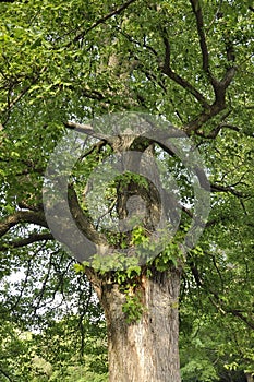 Oak tree from Queen Royal Park of Niagara-on-the-Lake