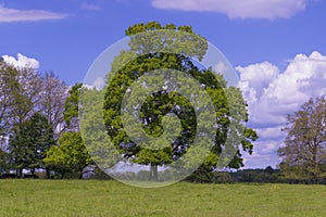 Oak Tree Quercus Robur