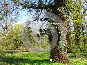 Oak tree - Quercus robur - Botanical Garden - Arad - Romania