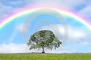 Oak Tree and Rainbow Beauty