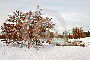 Oak tree with red leaves in winter by the lake with snow on the ground.