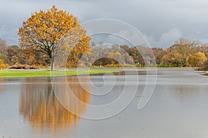 Oak tree reflected in a flooded meadow after heavy rains. Autumn landscape