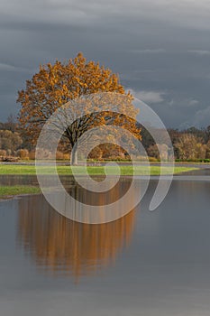 Oak tree reflected in a flooded meadow after heavy rains. Autumn landscape