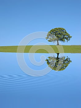 Quercia un albero riflessione 