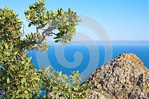 Oak Tree and rocks Karadag mountain, National park