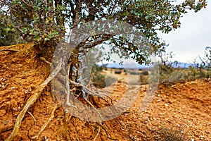 Oak tree roots exposed in a red desert soil.