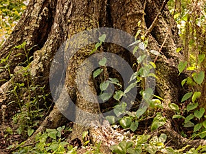 Oak tree roots and understory plants