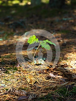 Oak tree sapling photo