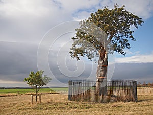 Oak Tree and Small Sapling photo