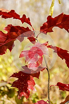 Oak tree sapling in fall with red leaves in woods near Hinckley Minnesota